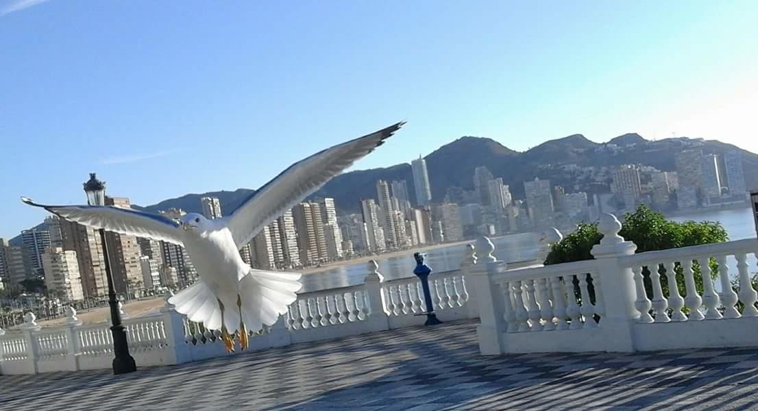 Acuarium Lux Apartment Benidorm Luaran gambar